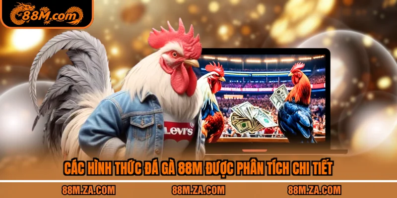 Các hình thức đá gà 88M được phân tích chi tiết